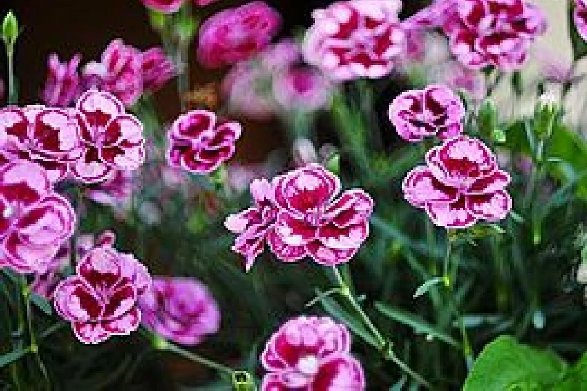 Rosa und pinkfarbene Nelkenblüten.